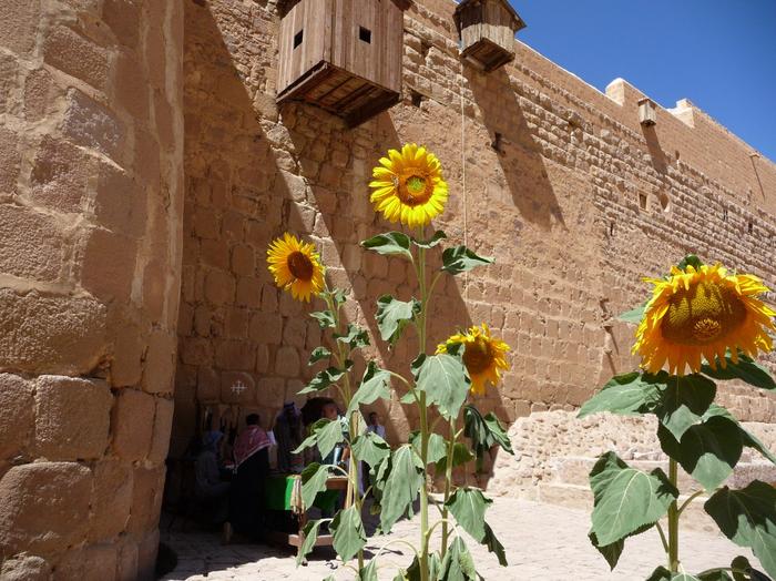 2009 07 - Sinai-Terre Sainte 211