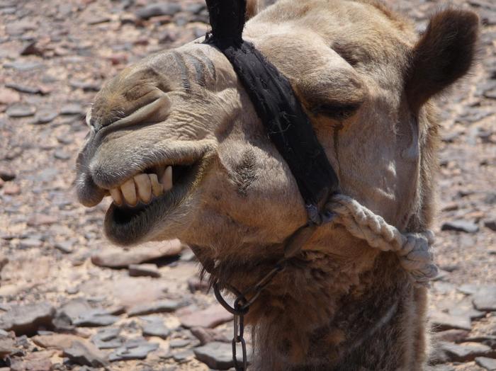 2009 07 - Sinai-Terre Sainte 217