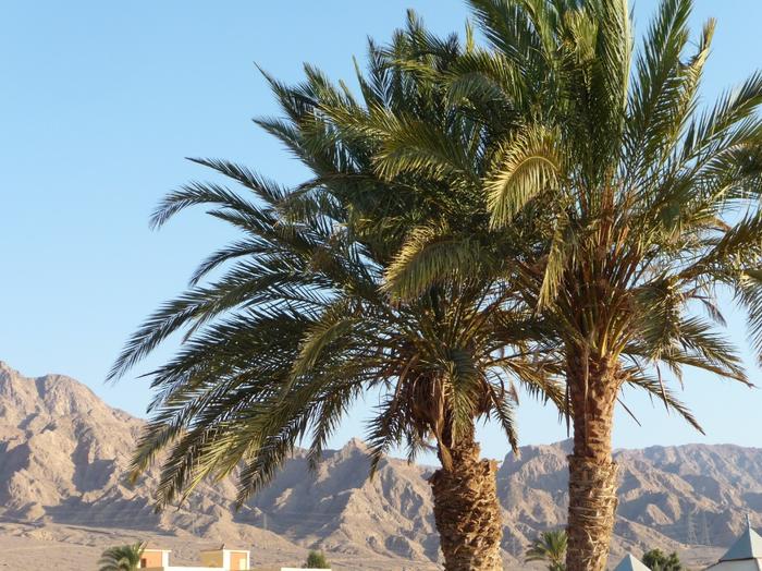 2009 07 - Sinai-Terre Sainte 229