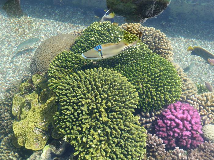 2009 07 - Sinai-Terre Sainte 239