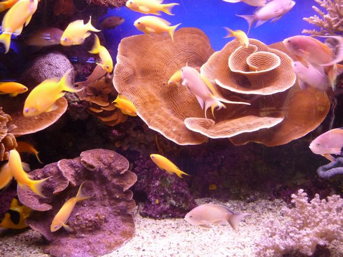 2009 07 - Sinai-Terre Sainte 244