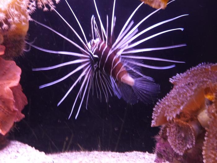 2009 07 - Sinai-Terre Sainte 250