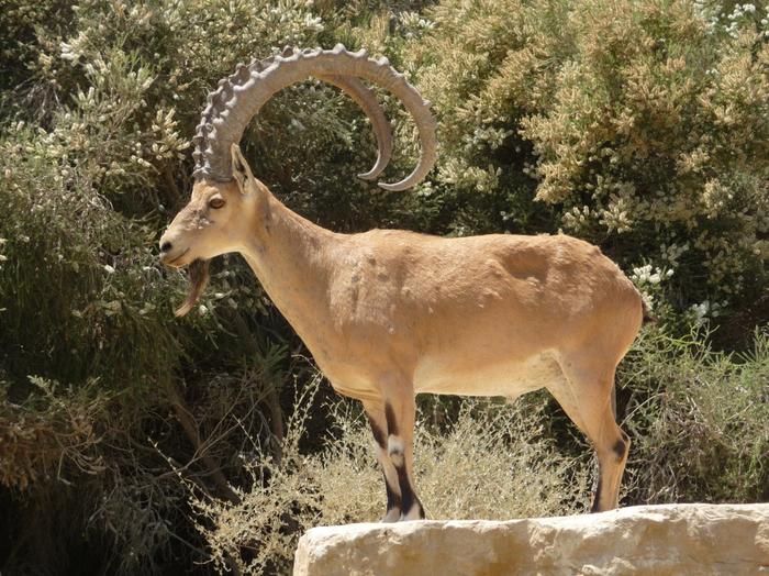 2009 07 - Sinai-Terre Sainte 263