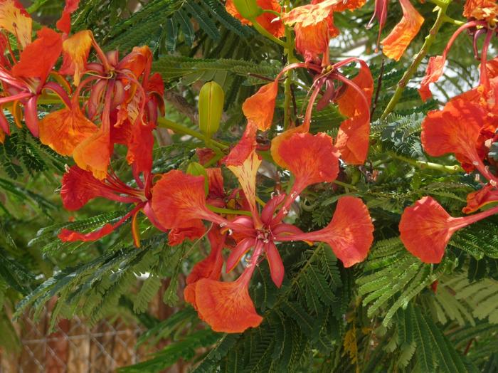 2009 07 - Sinai-Terre Sainte 289