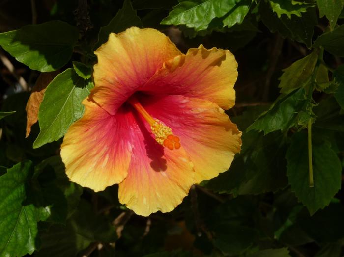 2009 07 - Sinai-Terre Sainte 378