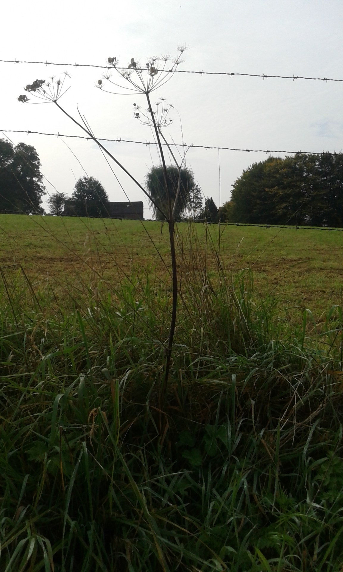 20170927_105926 fleur de caroote et campagne