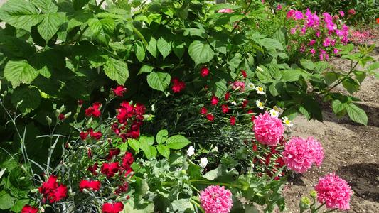 2019-06-21 Jardin St Martin (16)