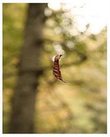 feuille