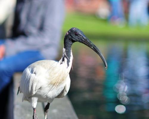 Oiseau