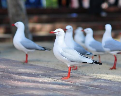 Mouettes