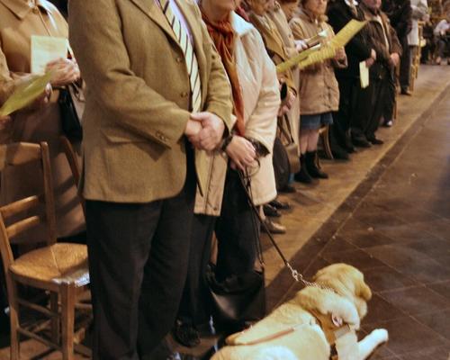 13 Chien patient