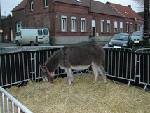 L'âne
081223 Crèche vivante à Caullery