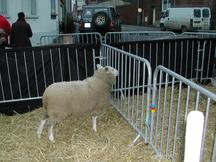 Mouton
081223 Crèche vivante à Caullery