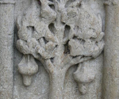 l'arbre fruit