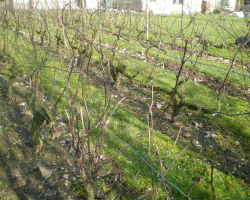 les vignes