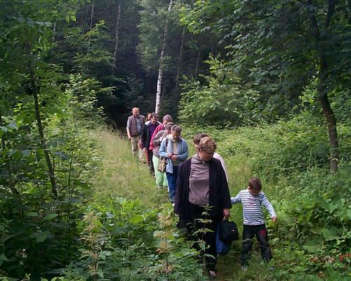 Balade en foret