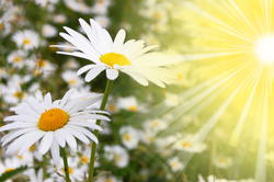 Fleurs et soleil