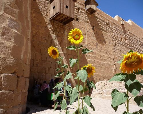 2009 07 - Sinai-Terre Sainte 211