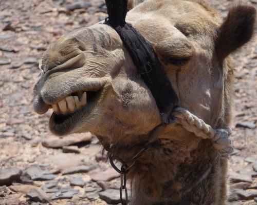 2009 07 - Sinai-Terre Sainte 217