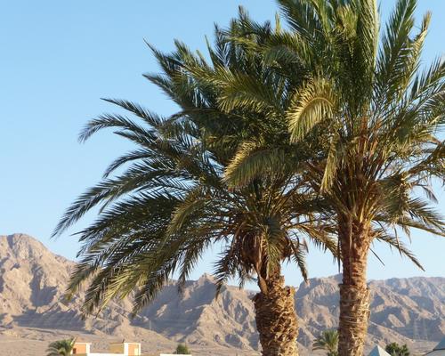 2009 07 - Sinai-Terre Sainte 229