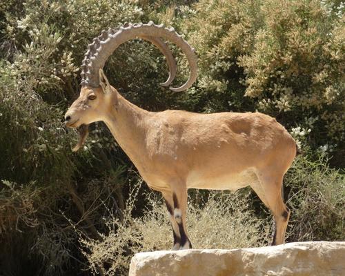 2009 07 - Sinai-Terre Sainte 263