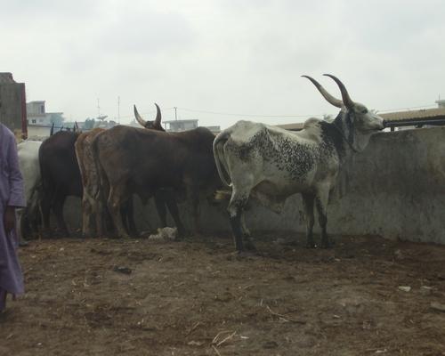 abattoir
