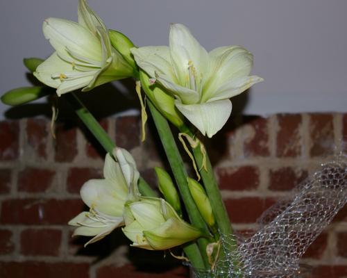 fleurs