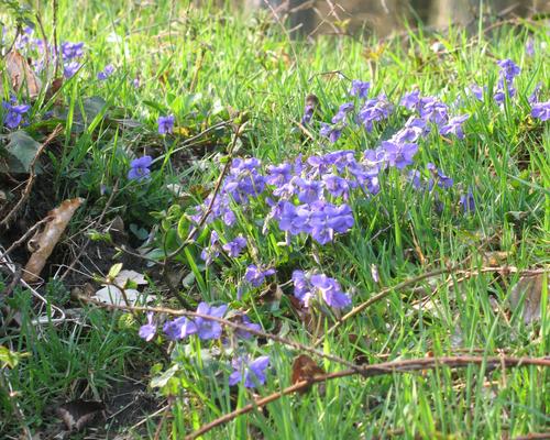 Violettes Forêt de St Amand à Odomez
