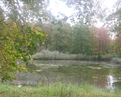 Forêt de Bonsecours