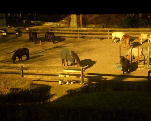 Chevaux (2)
