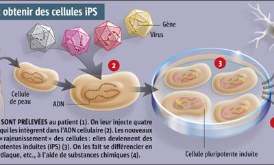 cellules iPS - 2