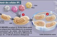 cellules iPS - 2
