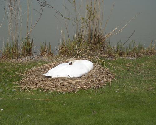 Et un cygne... !