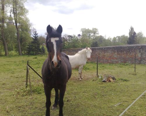 HON (13) chevaux