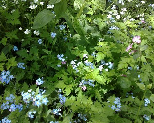 HON (15) fleurs sauvages