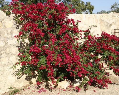 T-S THABOR fleurs