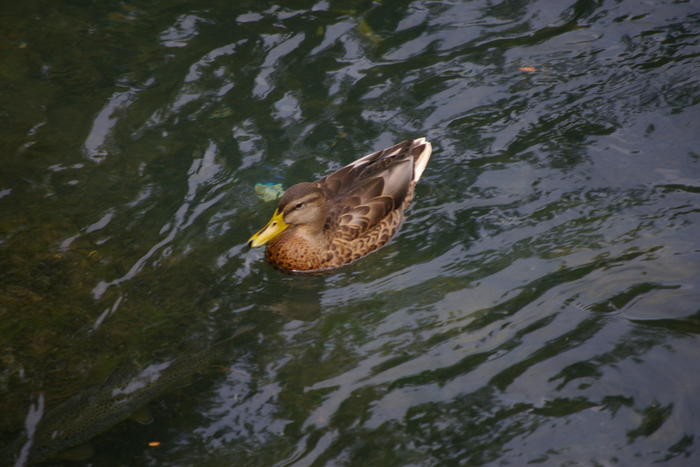 IMGP2687