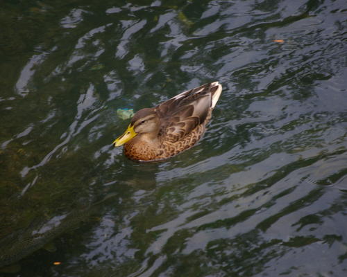 IMGP2687