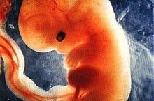 foetus 4 semaines