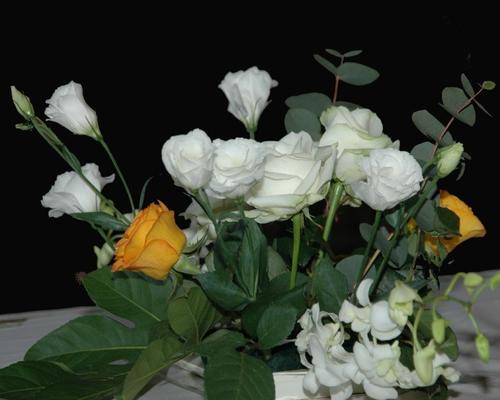 DSC_2487.JPG