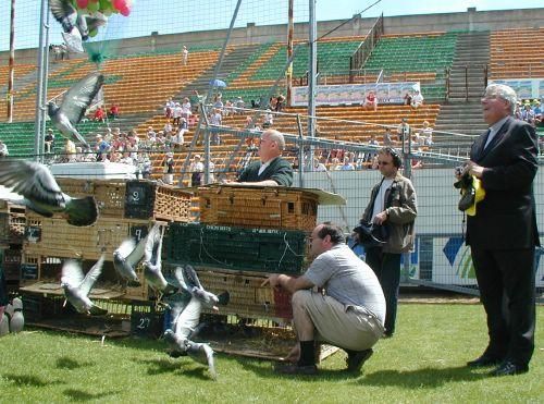 Pigeons