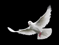 white dove in flight 6