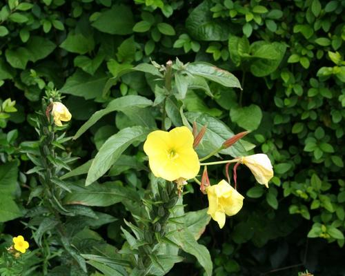 IMG_9158.JPG