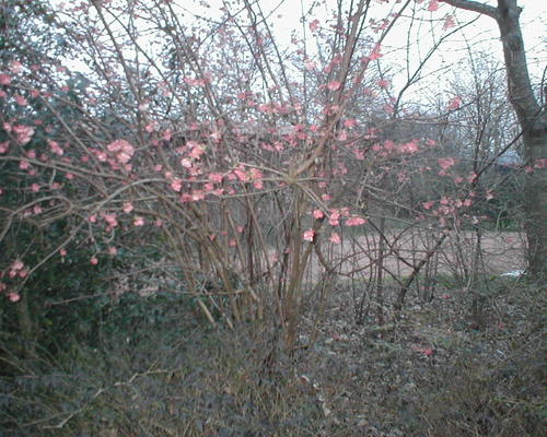 c'est le printemps !