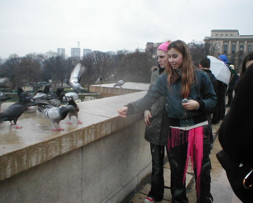 on nourrit les pigeons