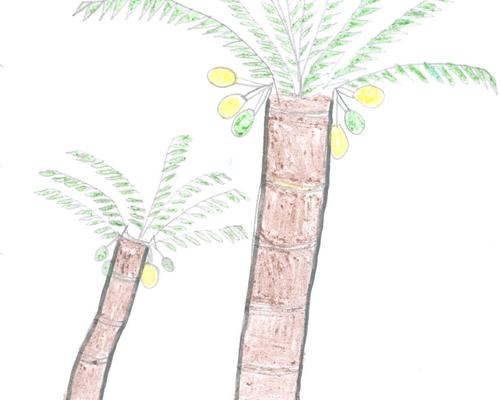 dessin7Madagascar.jpg