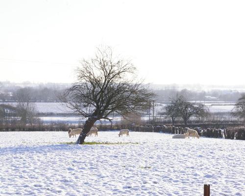 paysage enneigé