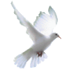 Colombe