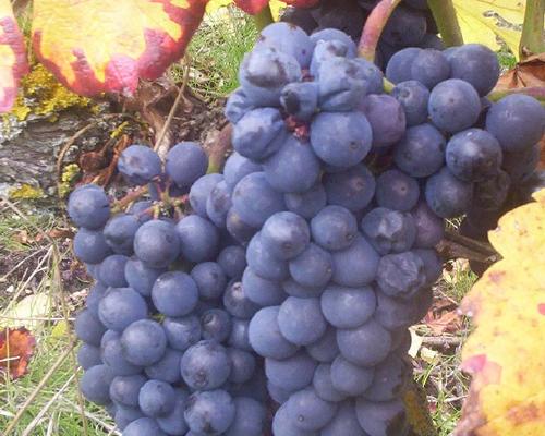 une vigne généreuse...
