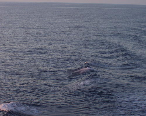 les dauphins